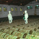 Oficiales rusos decomisando armas químicas en una instalación de Gorny en mayo del año 2000.